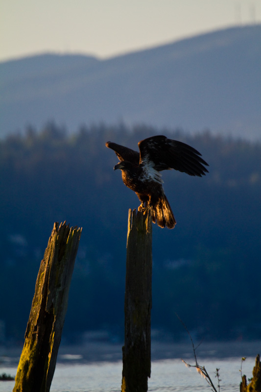 Bald Eagle Taking Flight